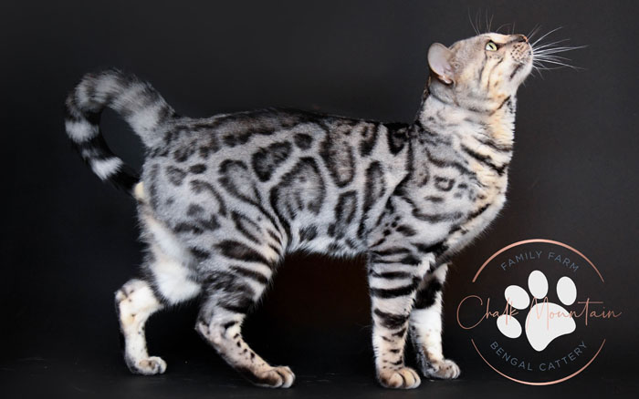 bengal kitten for sale